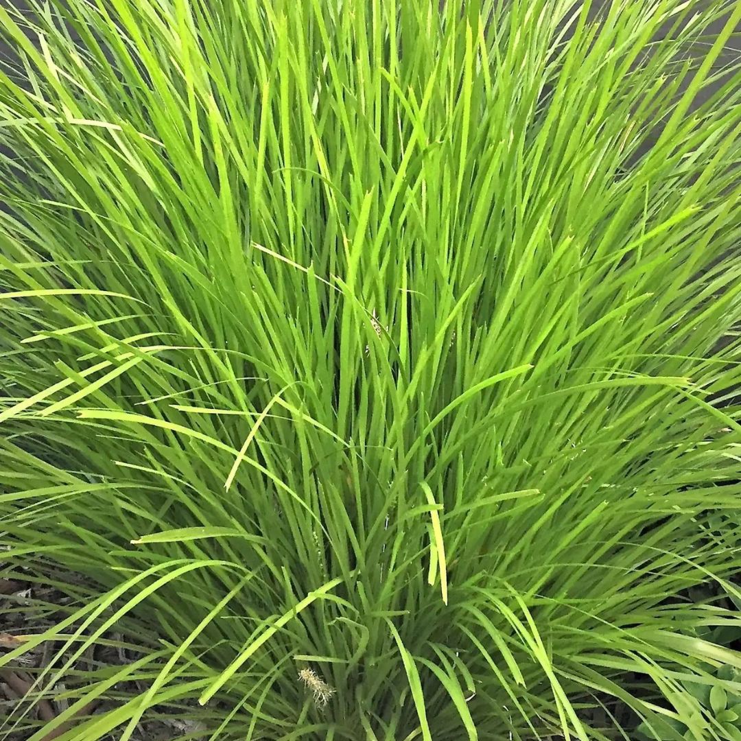 Lomandra Lime Tuff  140mm