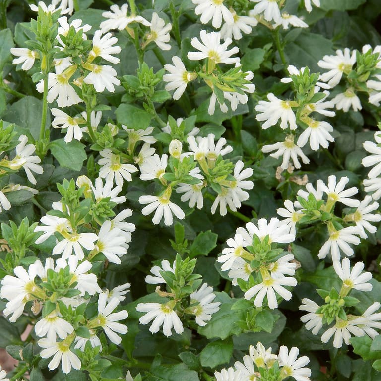 Scaevola Bondi White 140mm