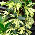 Schefflera Madam De Smet 140mm