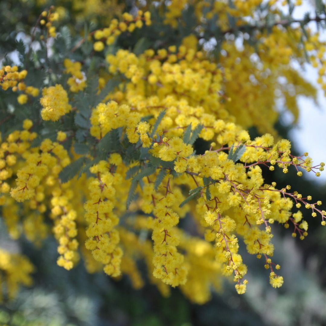 Acacia Baileyana  Purpurea140mm