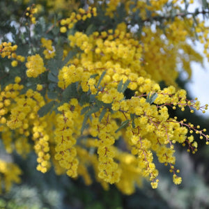 Acacia Baileyana  Purpurea140mm