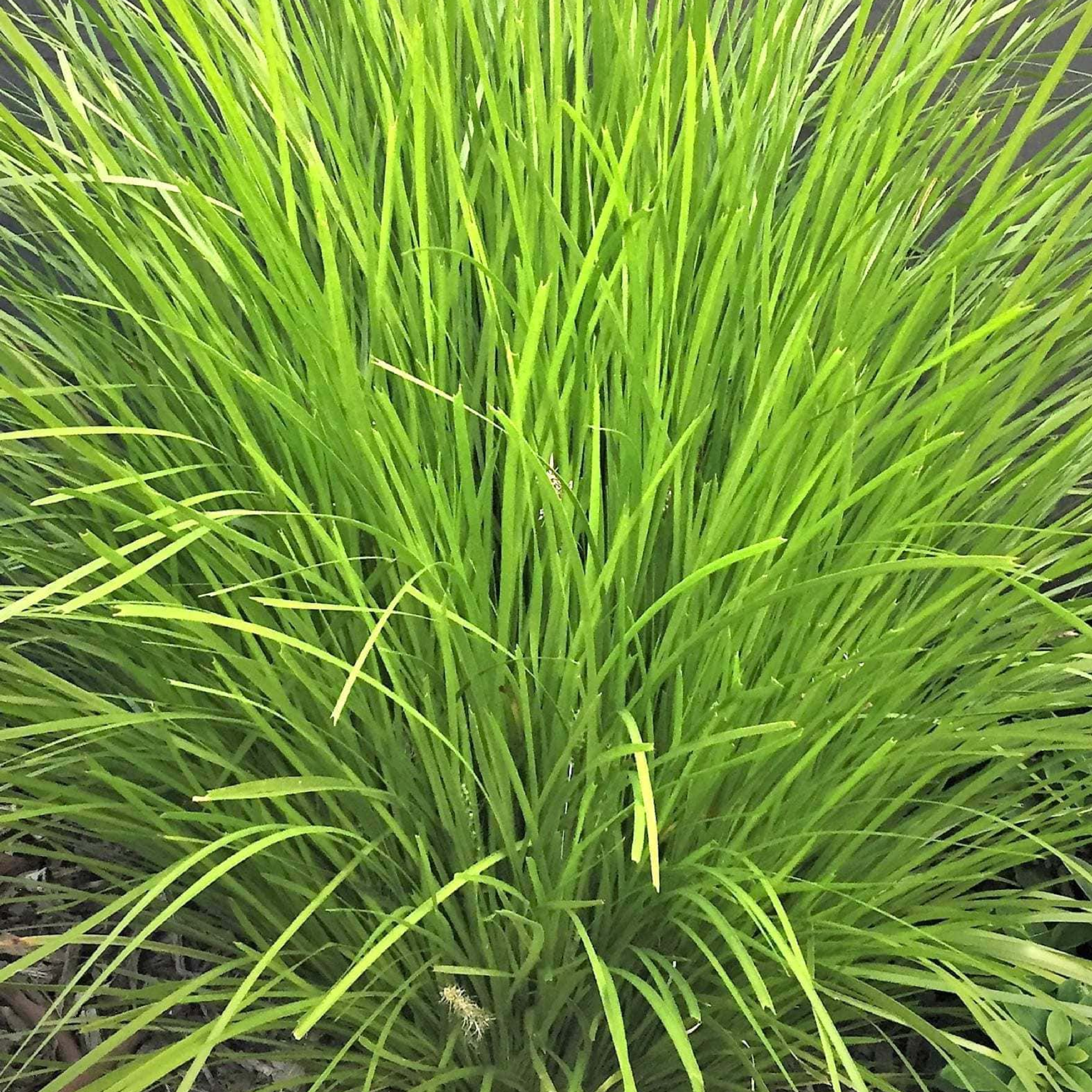 Lomandra Little Lime 125mm