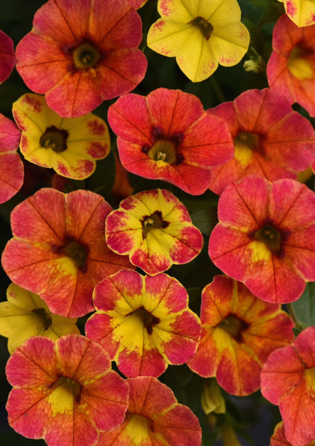 Calibrachoa Diva Orange 140mm