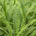 Fern Duffi Compact 130mm