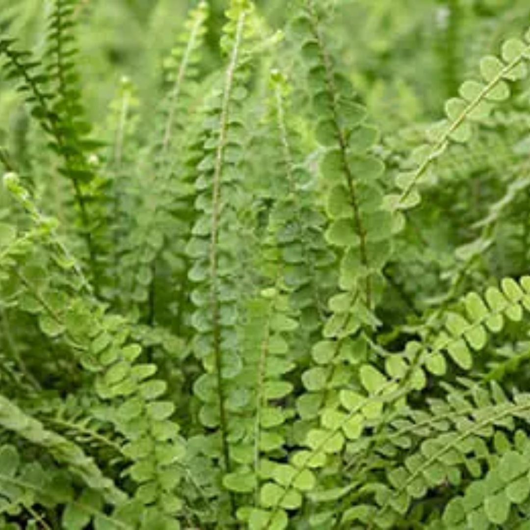 Fern Duffi Compact 130mm