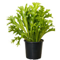 Fern Green Flame 125mm