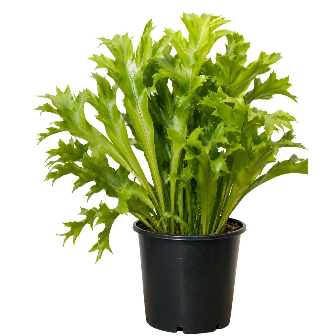 Fern Green Flame 125mm