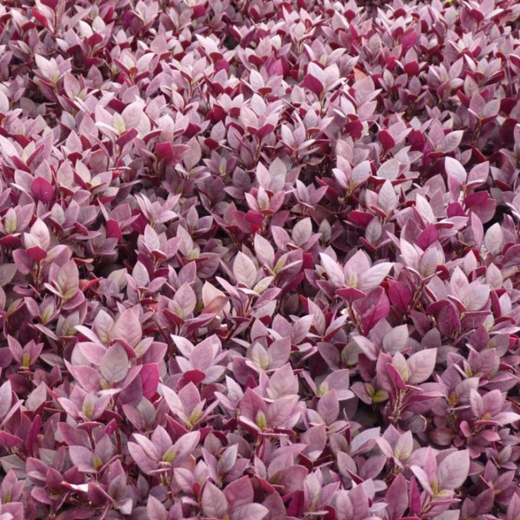 Alternanthera Little Ruby 140mm