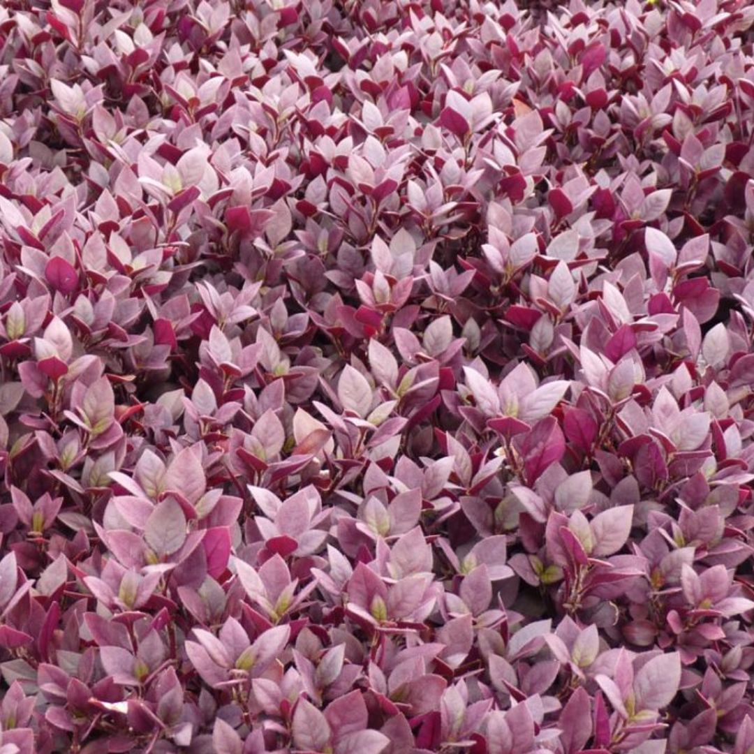 Alternanthera Little Ruby 140mm