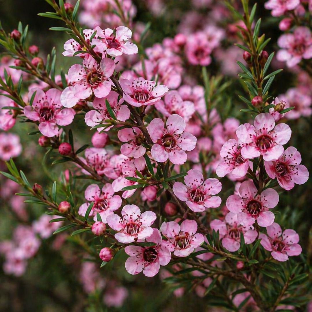 Leptospermum Cardwell 200mm