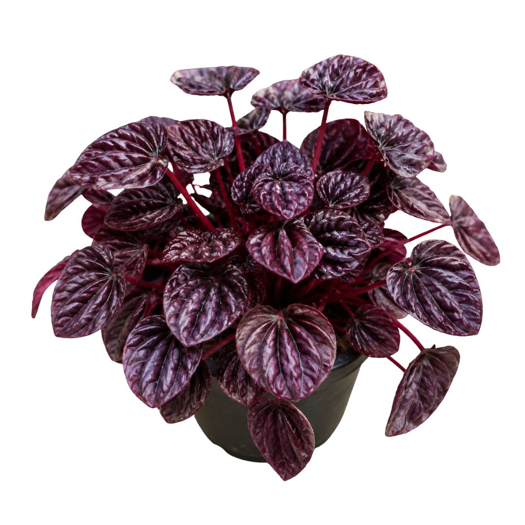 Peperomia Purple Ripple 130mm