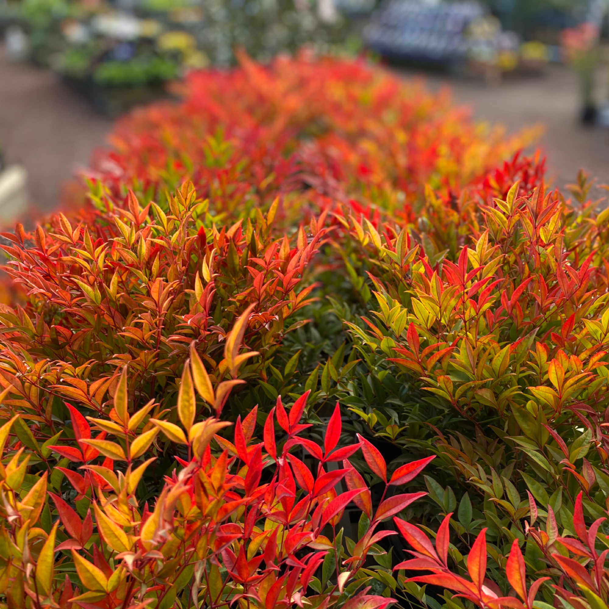 Nandina Moonbay 140mm