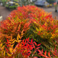 Nandina Moonbay 140mm
