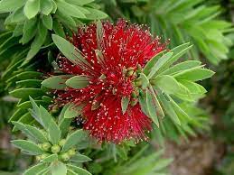 Callistemon Little John 140mm