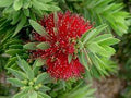 Callistemon Little John 140mm