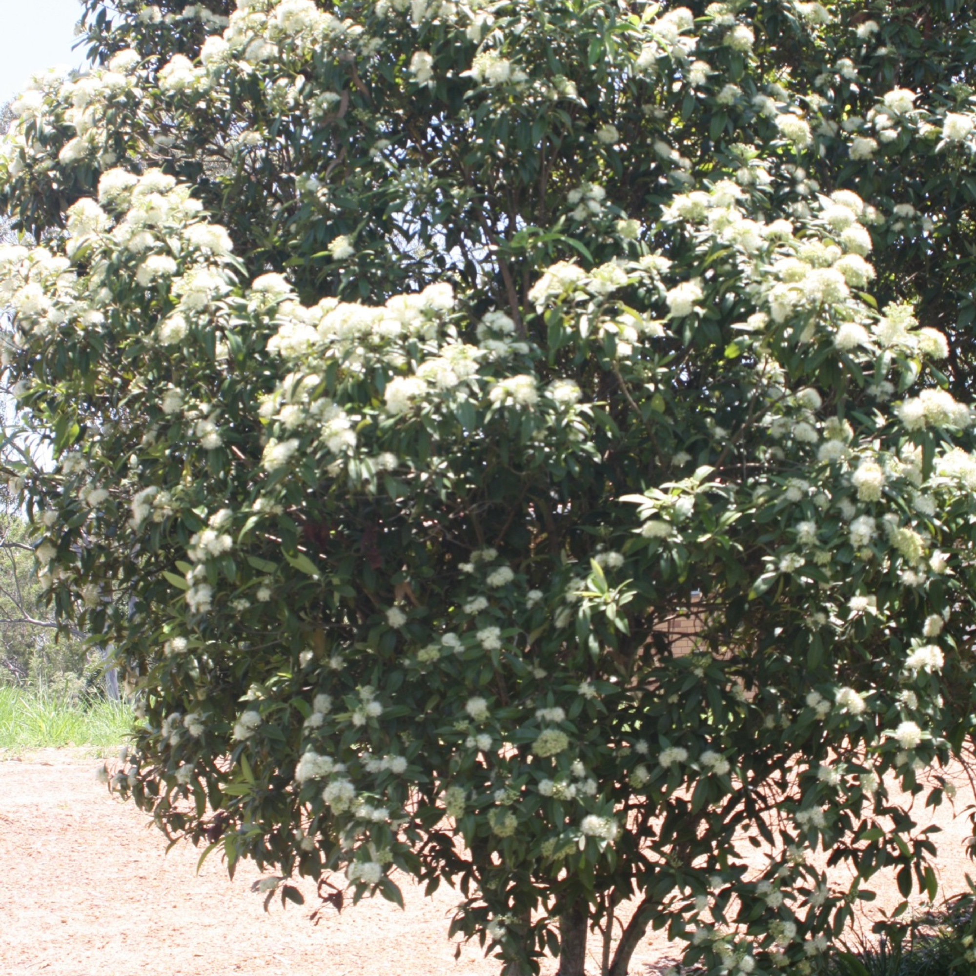Backhousia Citriodora 200mm