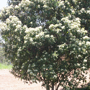 Backhousia Citriodora 200mm