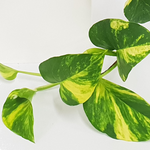 Load image into Gallery viewer, Epipremnum Marble Queen 130mm
