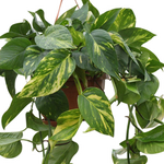 Load image into Gallery viewer, Epipremnum Marble Queen 130mm
