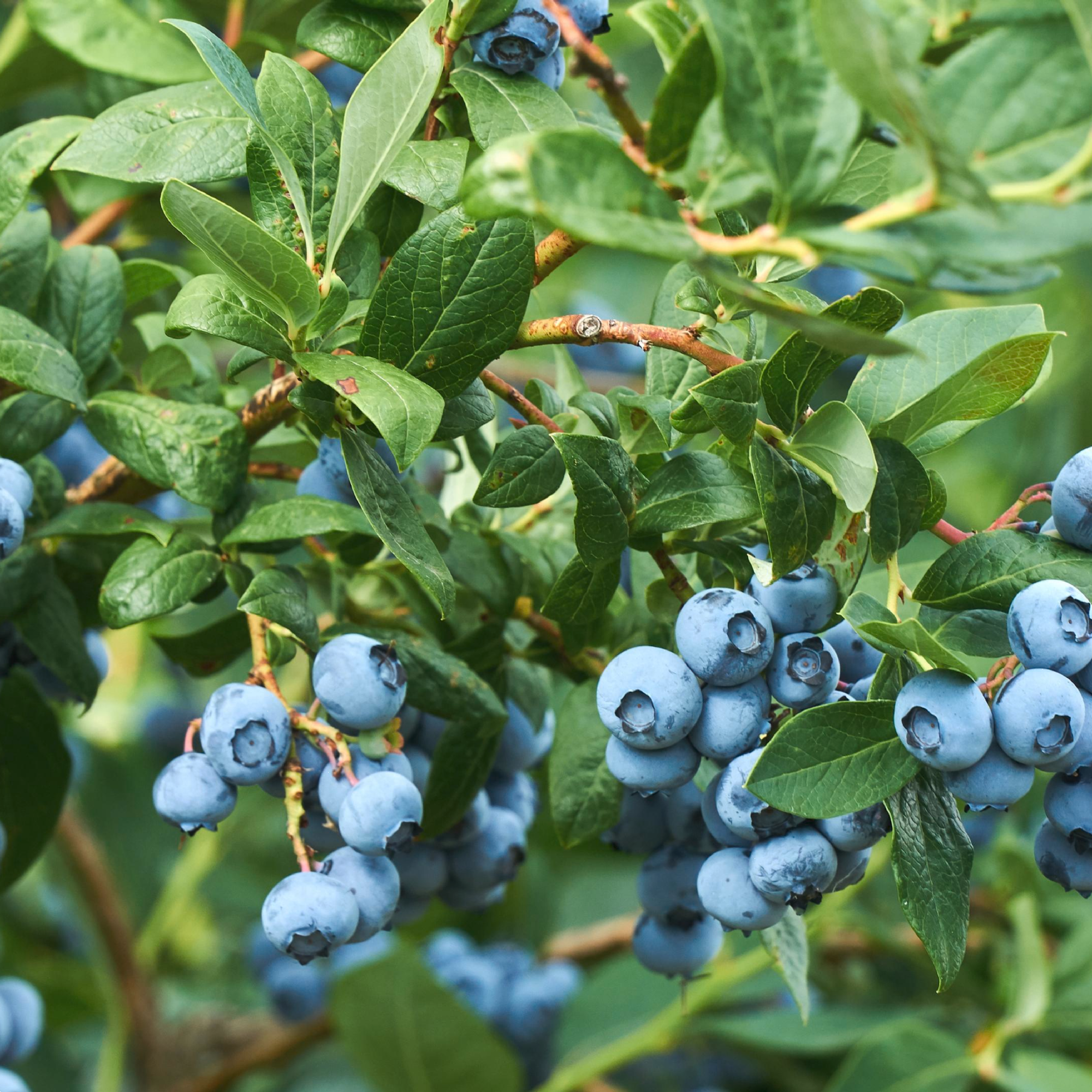 Blueberry Vitality 140mm