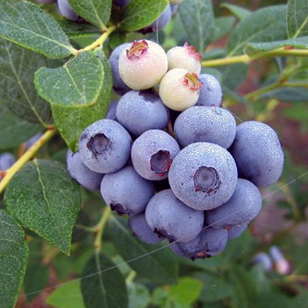 Blueberry Vitality 140mm