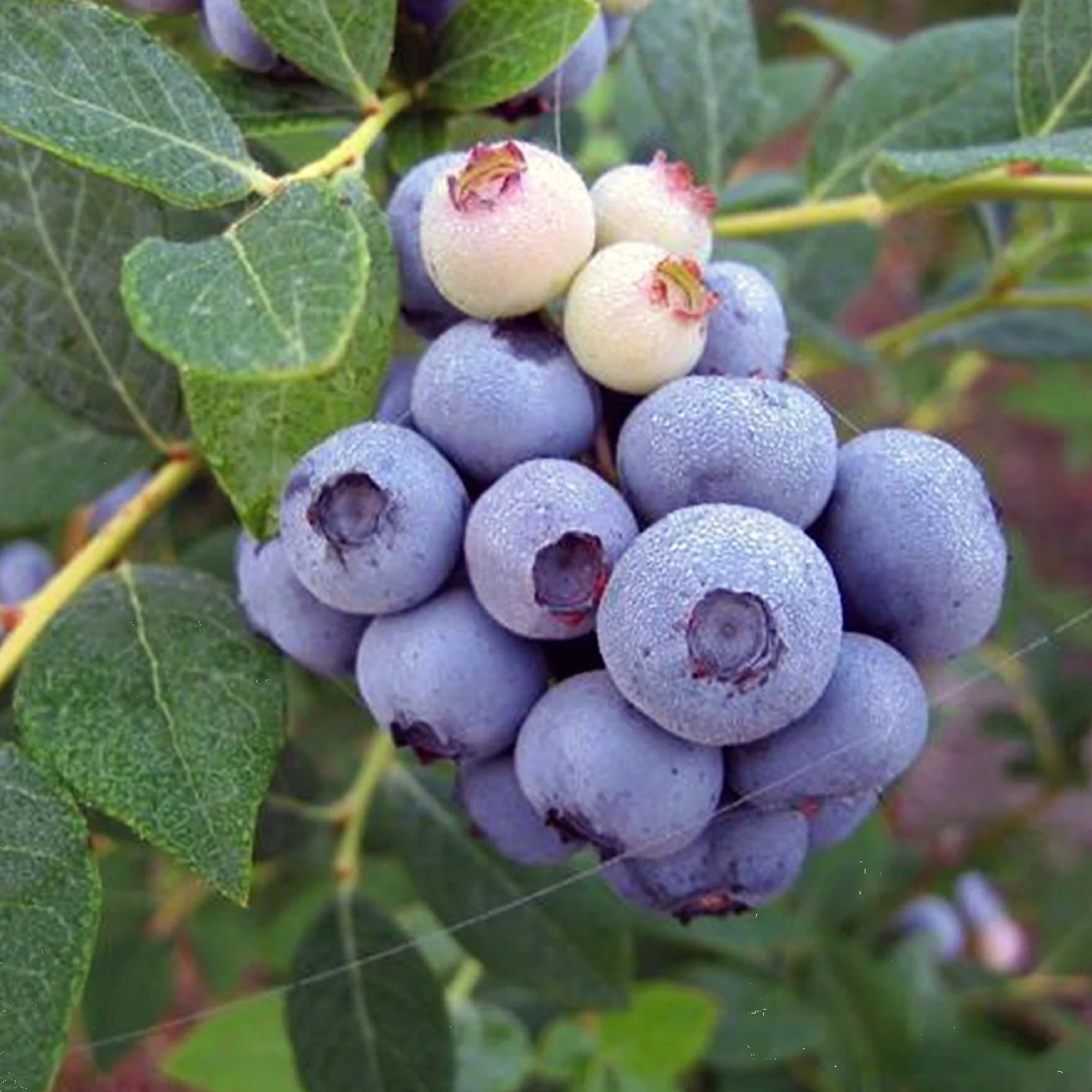 Blueberry Vitality 140mm