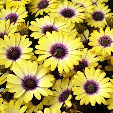 Osteospermum Blue Eyed Beauty 140mm