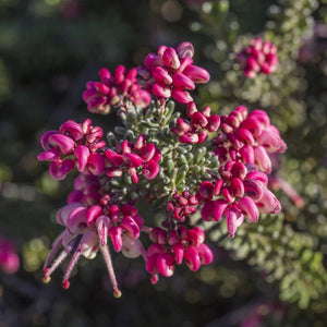 Grevillea Mt Tamboritha 140mm