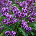 Hardenbergia Happy Wanderer 140mm
