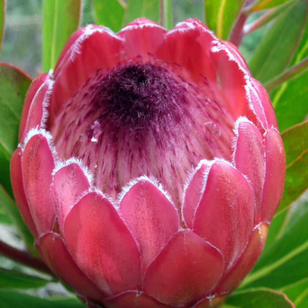 Protea Red Ice 200mm 