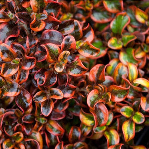 Coprosma Tequila Sunrise 140mm