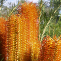 Banksia Bird Song 140mm