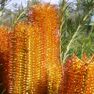Banksia Bird Song 140mm
