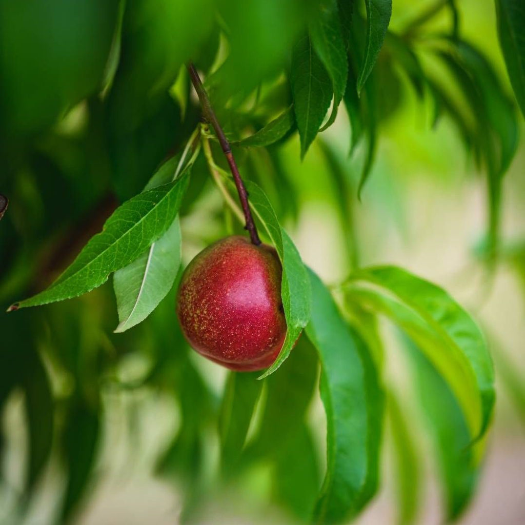 Nectarine Arctic Rose 300