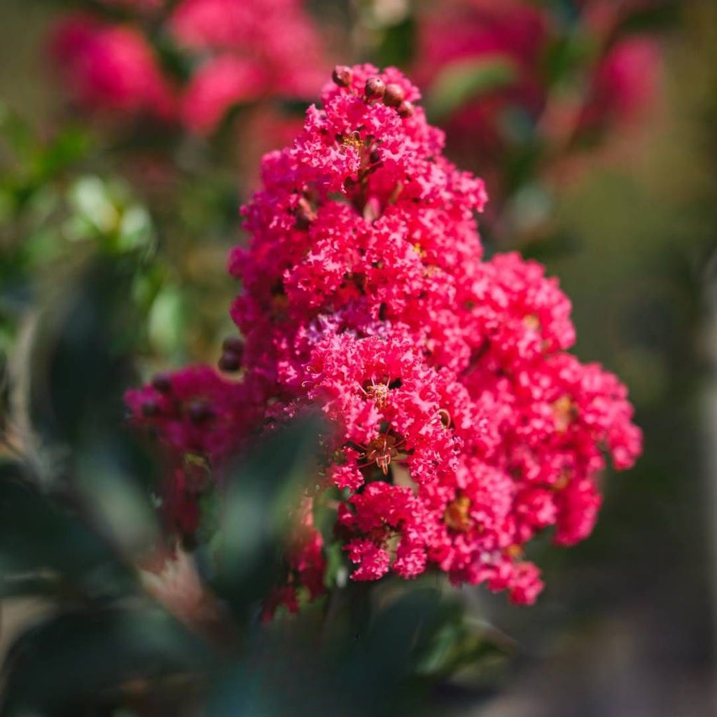 Lagerstroemia Tuscarora 300