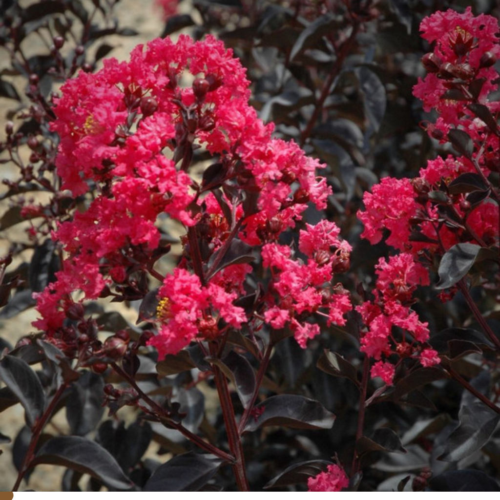 Lagerstroemia Midnight Magic 300