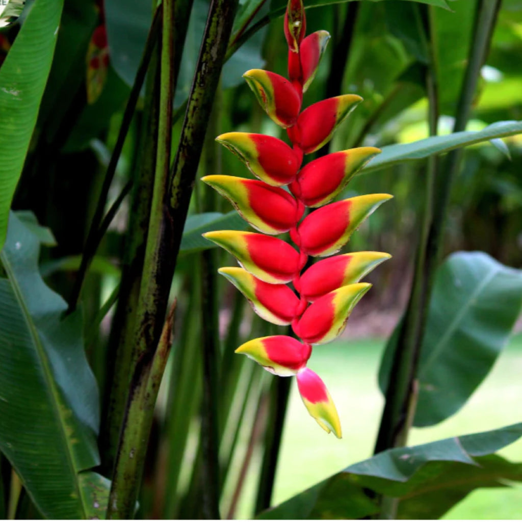 Heliconia Kawauchi 300mm