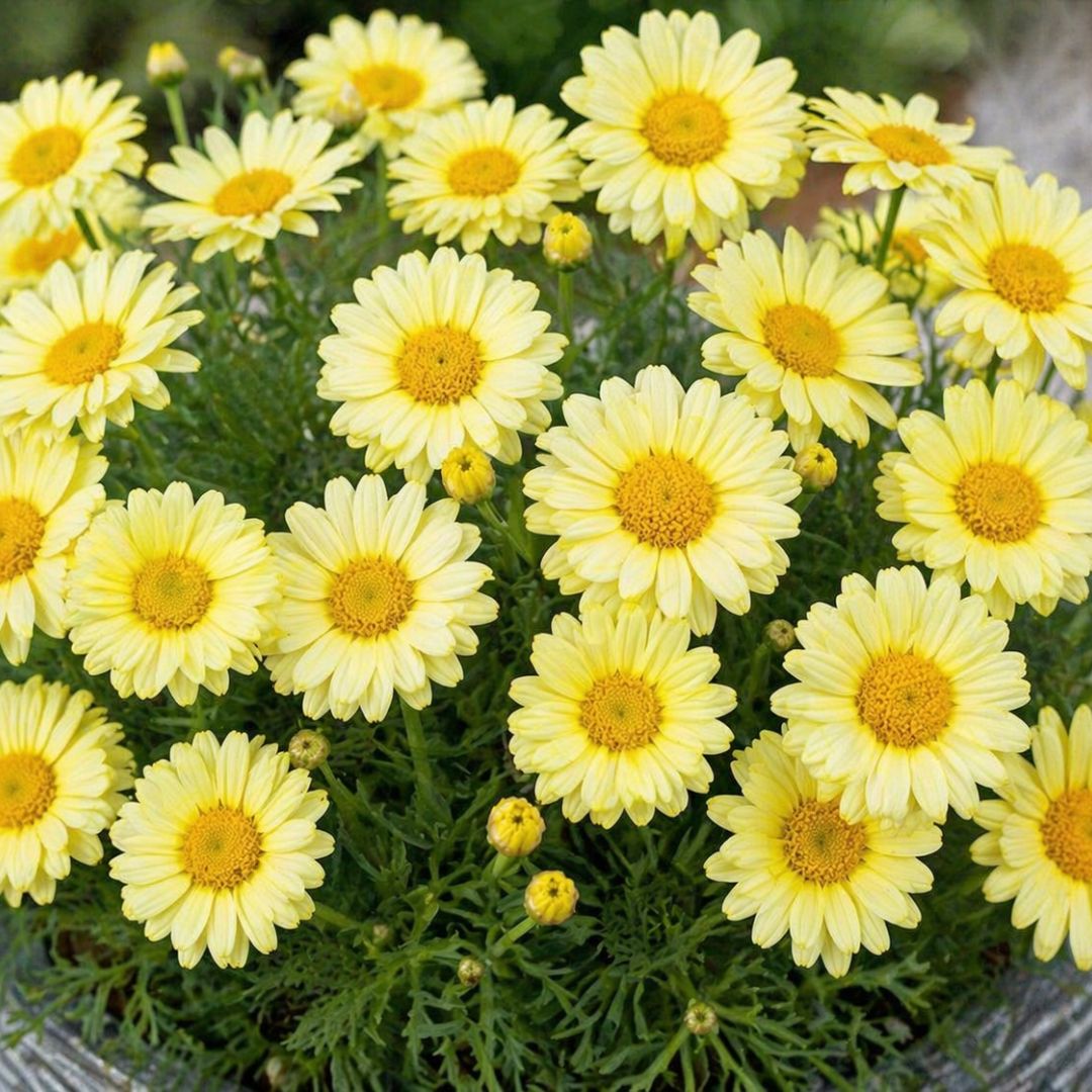 Argyranthemum Angelic Lemon Pastel 140mm