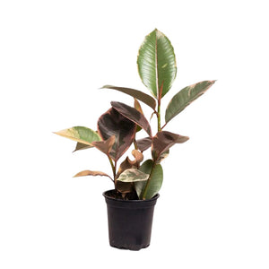 Ficus Ruby 140mm 