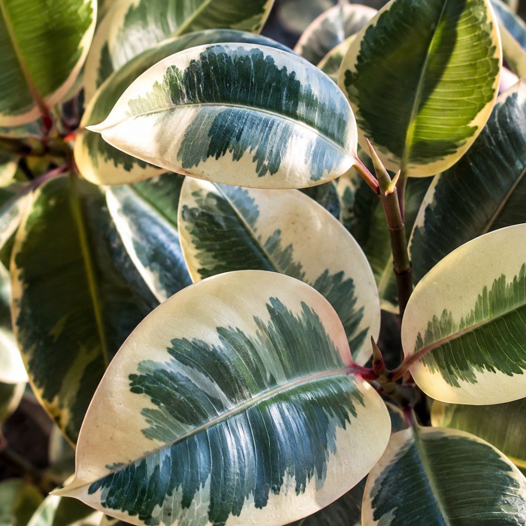 Ficus Tineke 140mm 