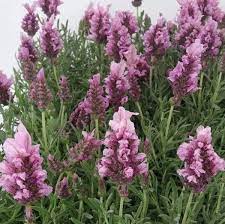 Lavender Lavish Rose 180mm