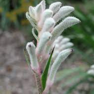 Anigozanthos Bush Diamond