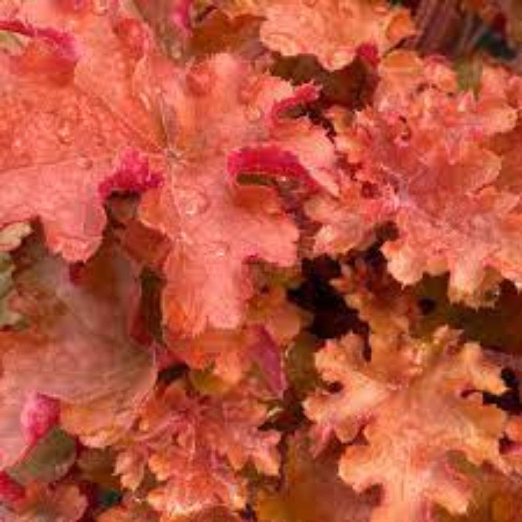 Heuchera Gojiberry 140mm