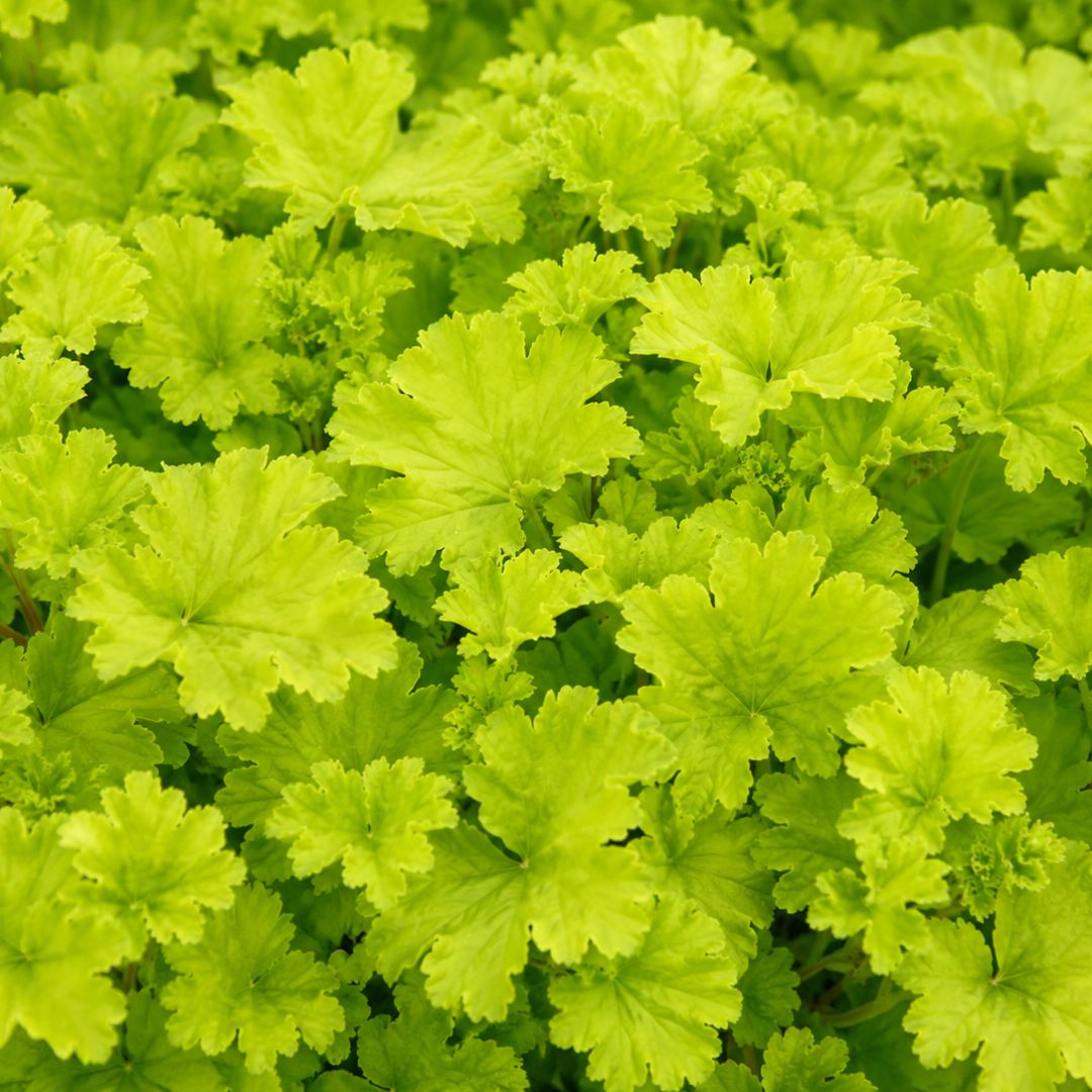 Heuchera Lime Marmalade 140mm