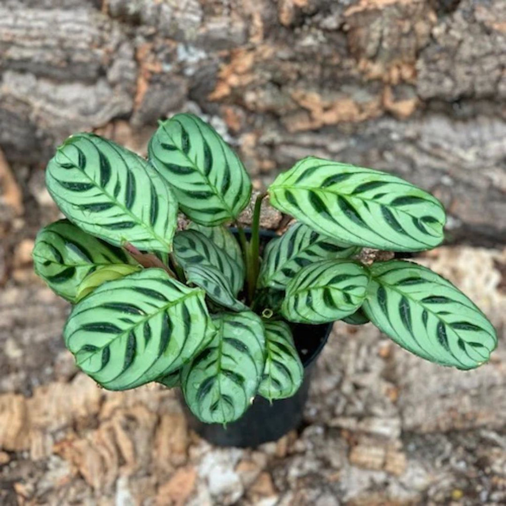 Calathea Burle Marxii 140mm