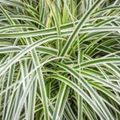 Carex Feather Falls 140mm