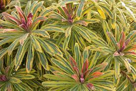 Euphorbia Ascot Rainbow 140mm