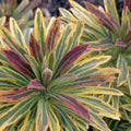 Euphorbia Ascot Rainbow 140mm
