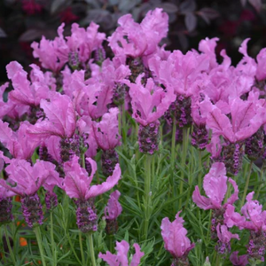 Lavender F/wings Radiance 140mm