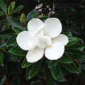 Magnolia Little Gem 200mm